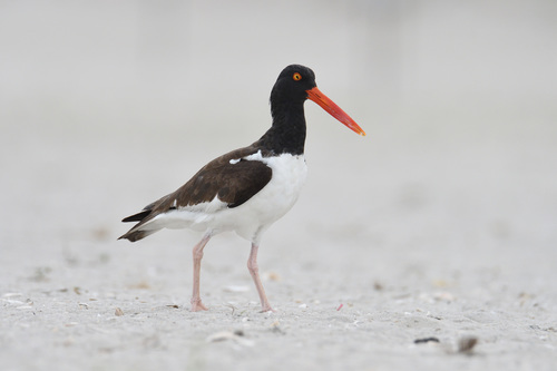 American Oystercatcher