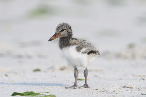 American Oystercatcher
