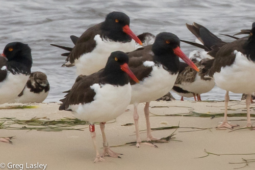 American Oystercatcher