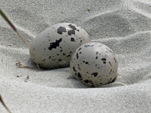 American Oystercatcher