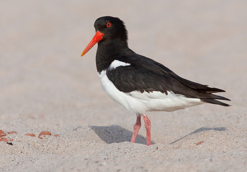Eurasian Oystercatcher