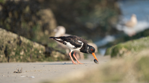 Eurasian Oystercatcher
