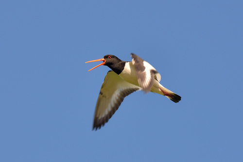 Eurasian Oystercatcher