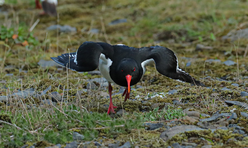 Eurasian Oystercatcher