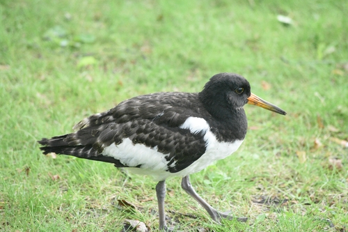 Eurasian Oystercatcher