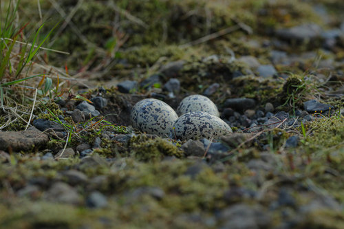 Eurasian Oystercatcher