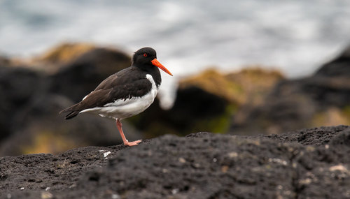 Eurasian Oystercatcher