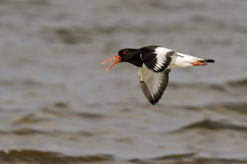 Eurasian Oystercatcher