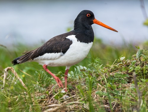 Eurasian Oystercatcher