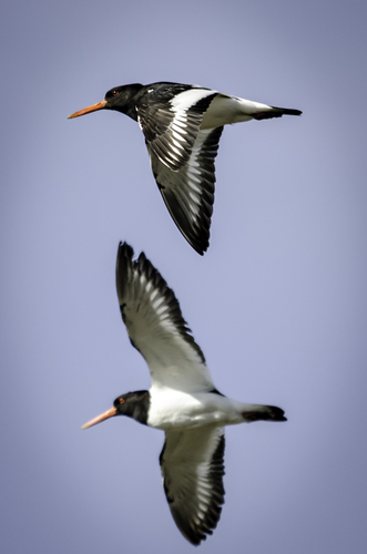 Eurasian Oystercatcher