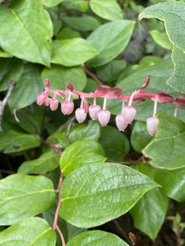 salal