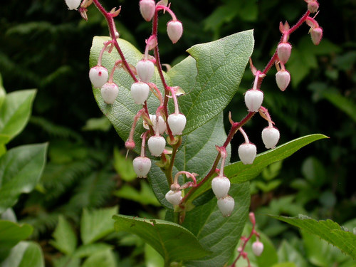 salal