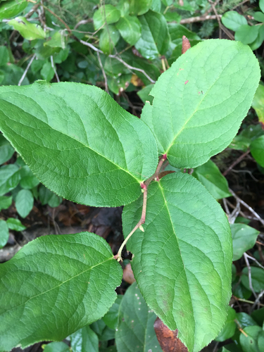 salal