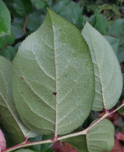 salal
