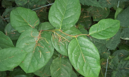 salal
