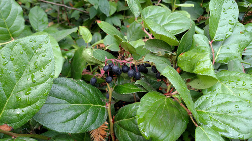 salal