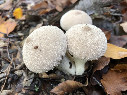 common puffball