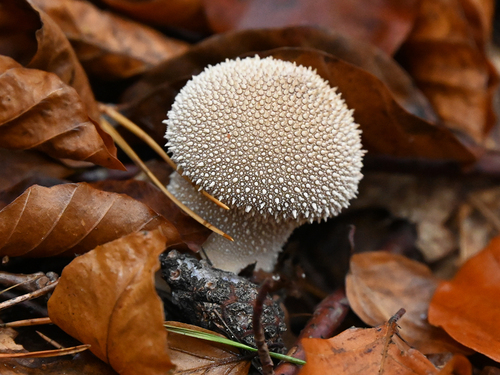common puffball