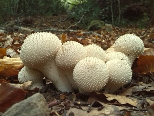 common puffball