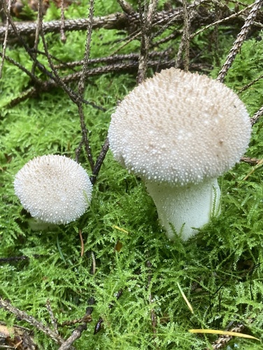 common puffball