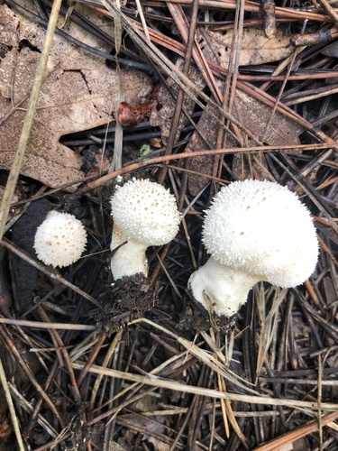 common puffball