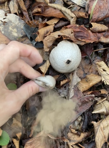 common puffball