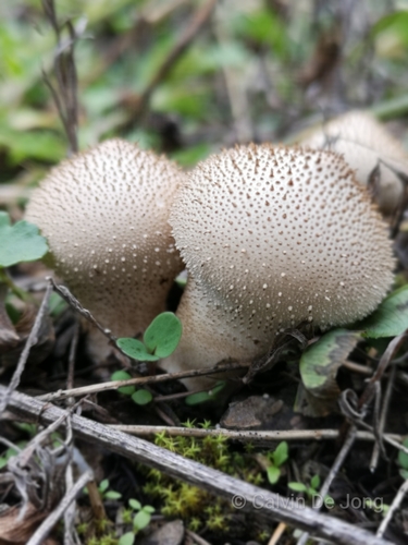 common puffball