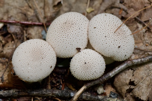 common puffball