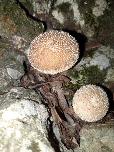common puffball