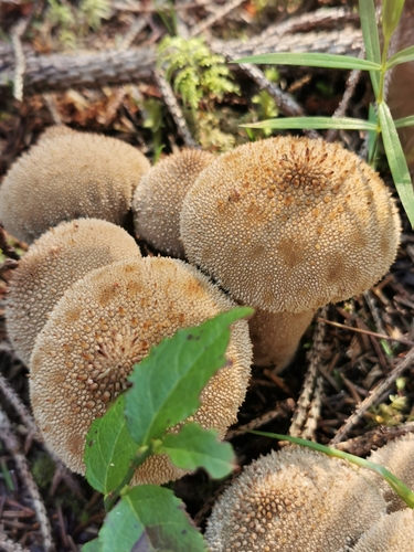 common puffball