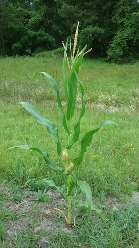 Maize