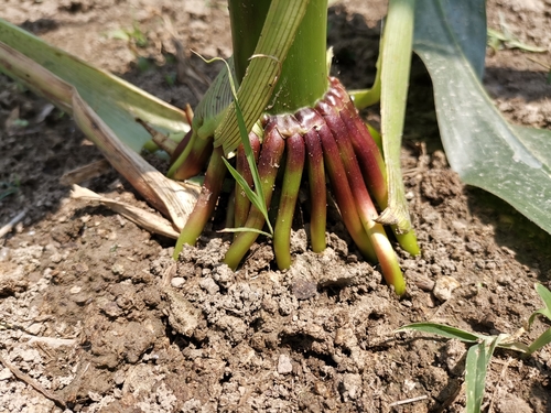 Maize