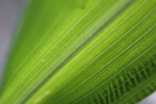 Maize