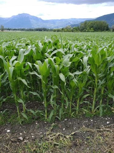 Maize