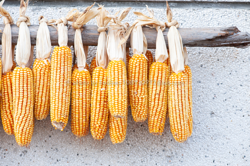 Maize