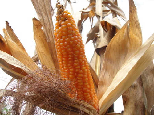 Maize