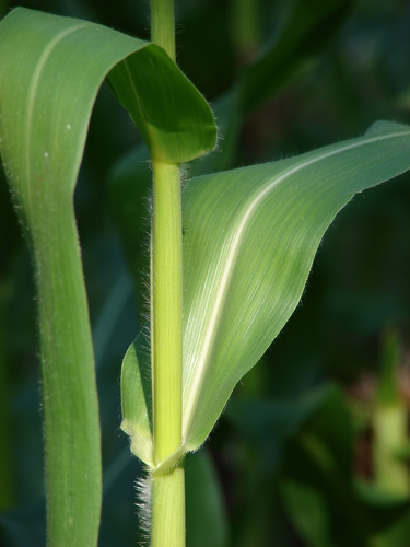 Maize