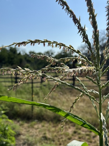 Maize