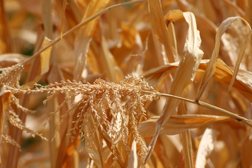 Maize