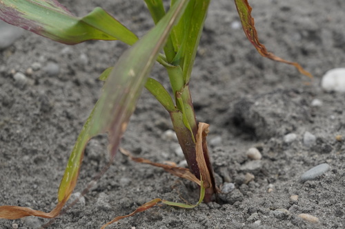 Maize