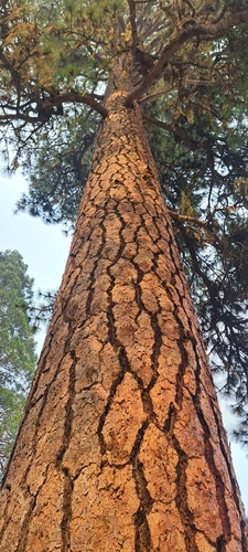 Western Ponderosa Pine