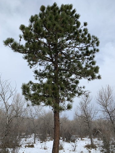 Western Ponderosa Pine