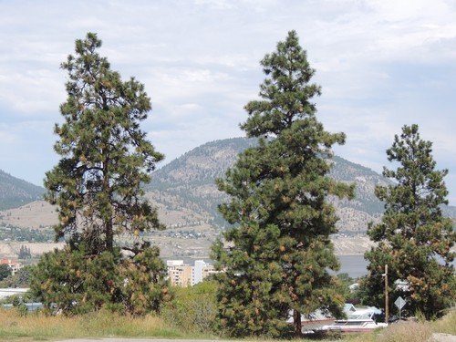 Western Ponderosa Pine