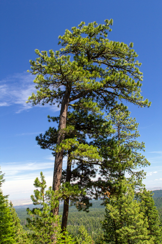 Western Ponderosa Pine