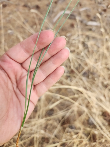 Western Ponderosa Pine