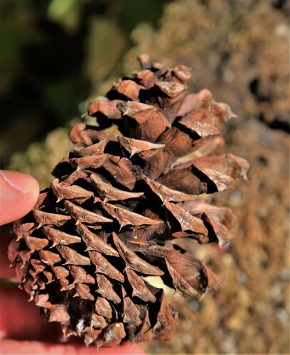 Western Ponderosa Pine