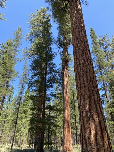 Western Ponderosa Pine