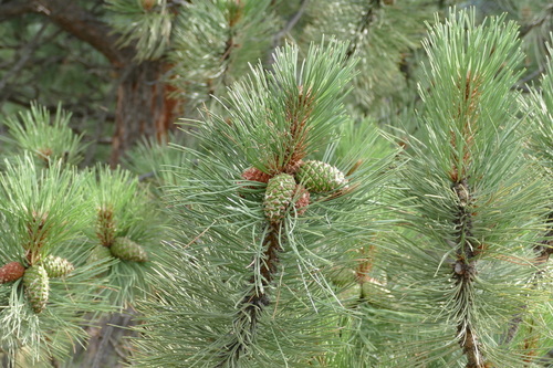 Western Ponderosa Pine