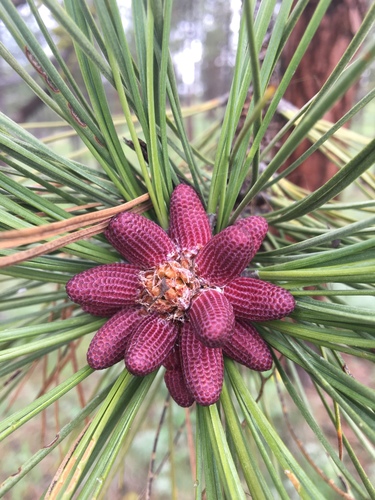 Western Ponderosa Pine