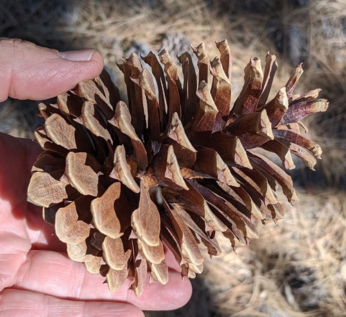 Western Ponderosa Pine